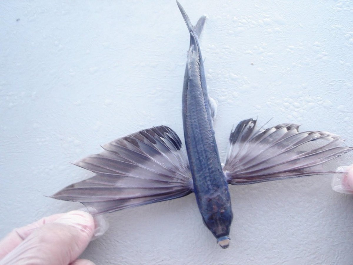 Крутая рыбка