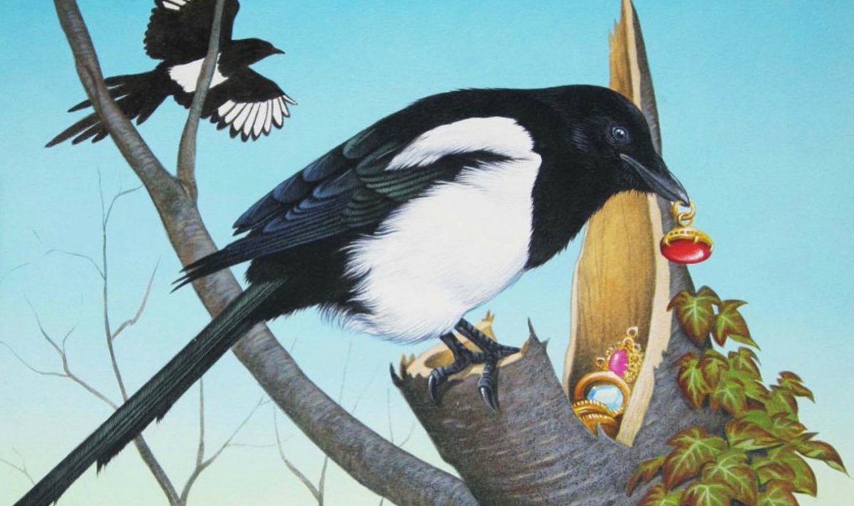 Птица с черно белыми крыльями