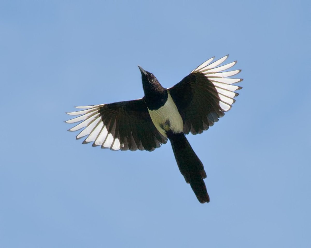 Сорока с украшениями