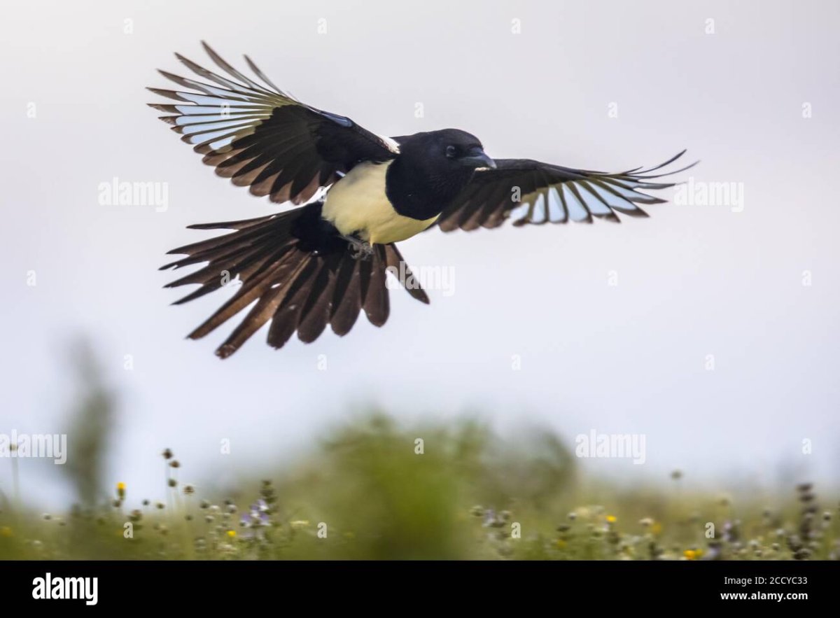 Клинохвостый Орел в Австралии