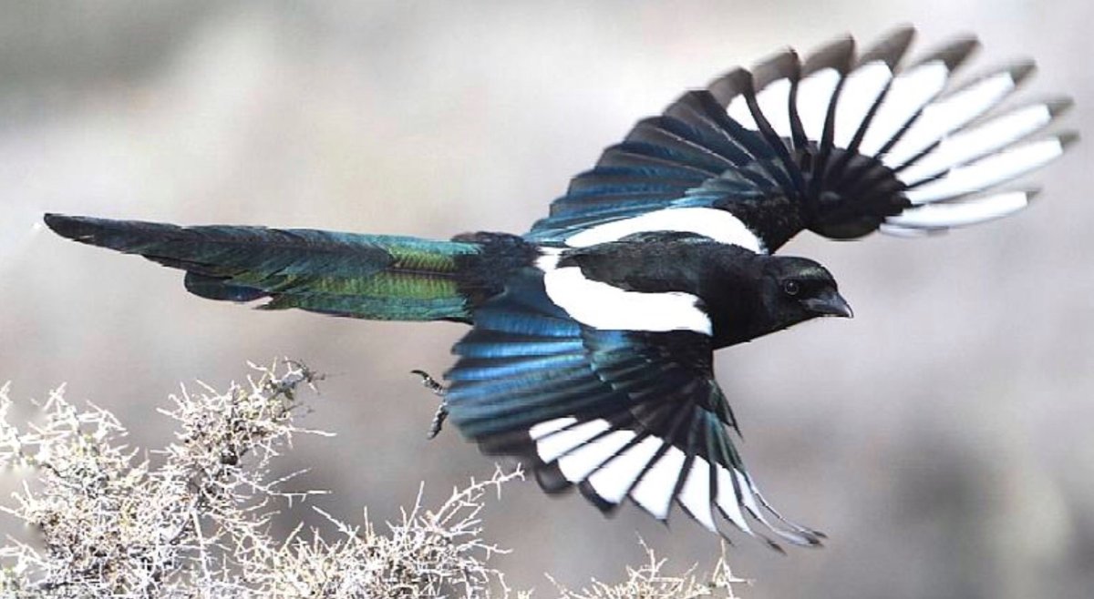 Сорока-белобока в полете