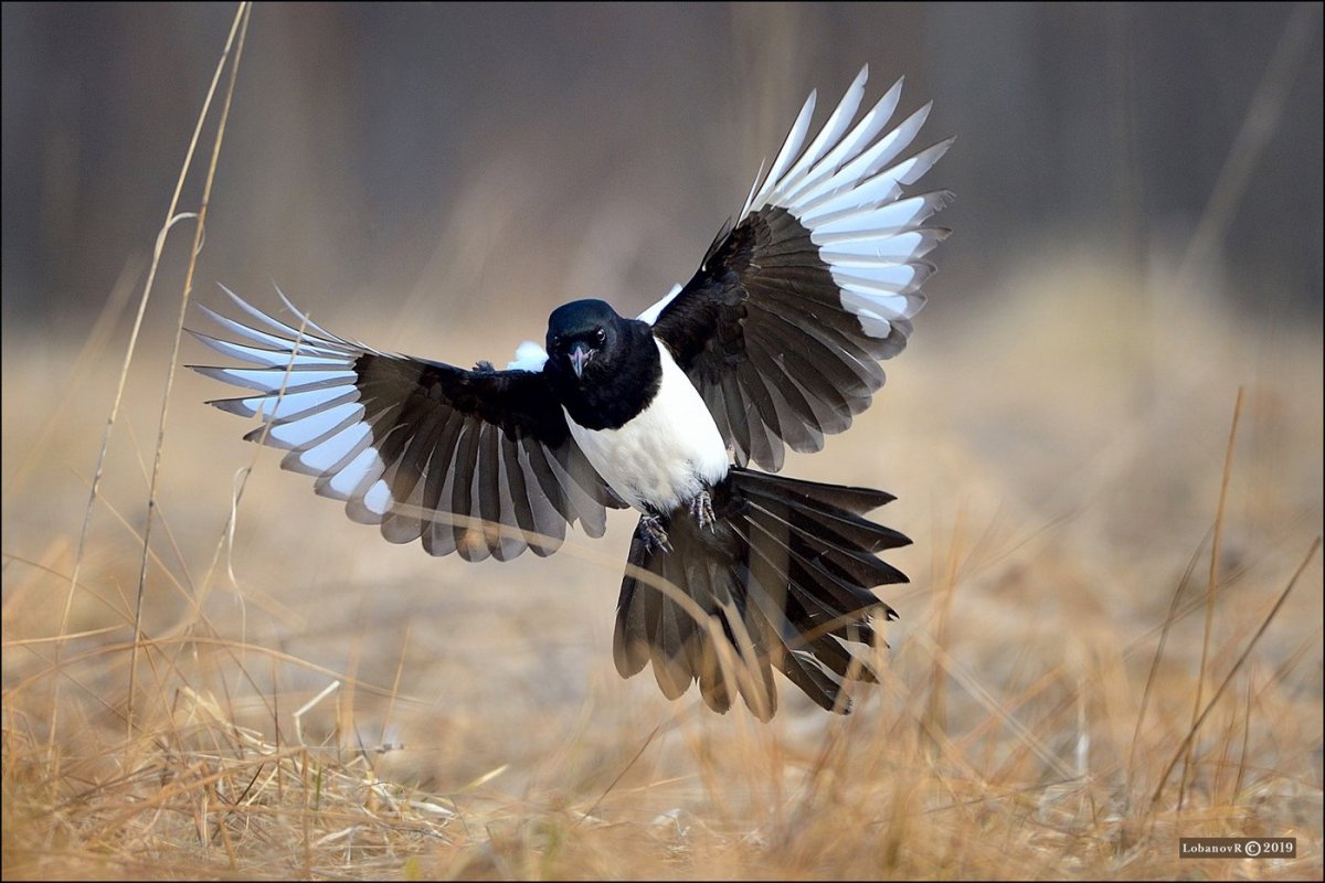 Сорока белобока птица