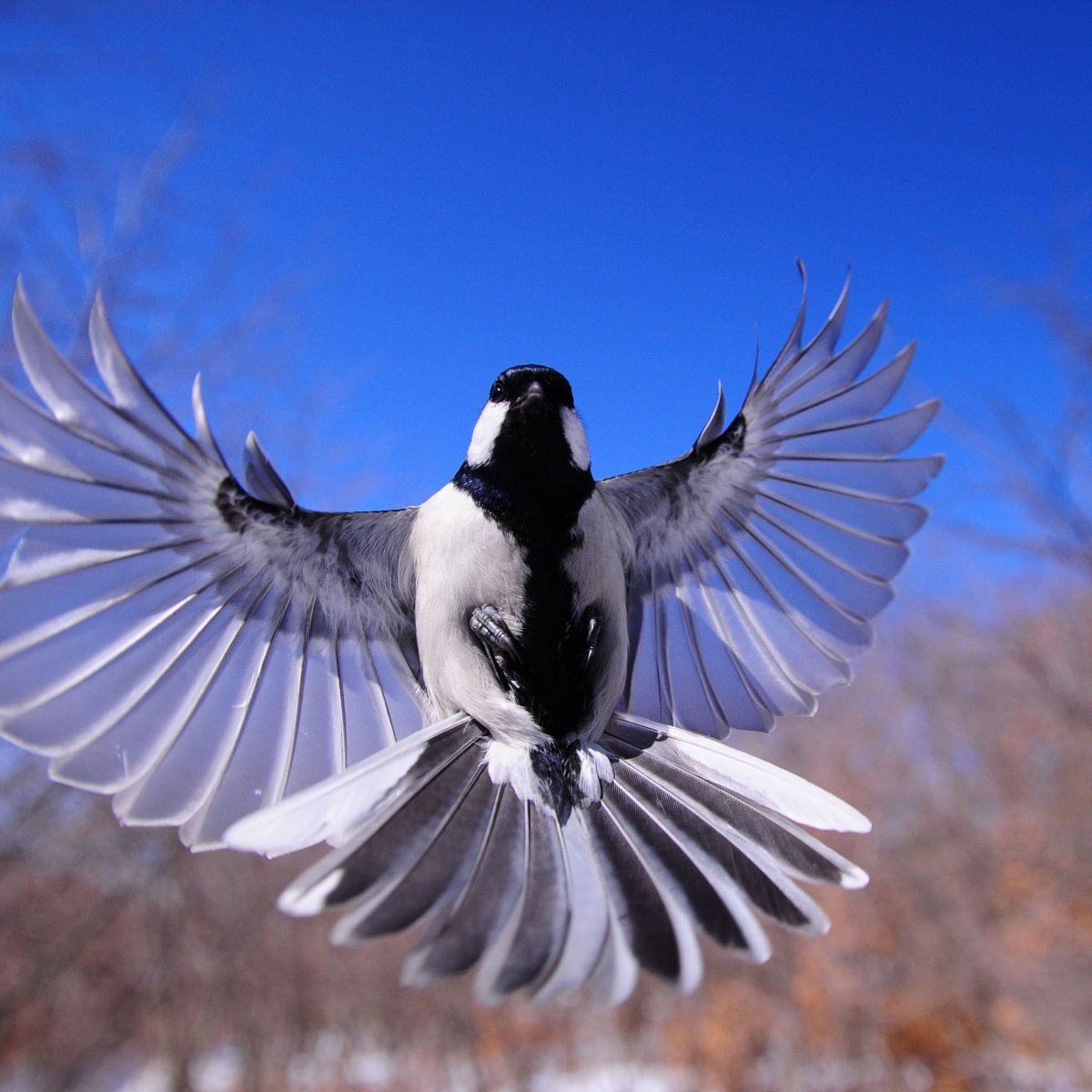 Птица стала на крыло. Птица в полете. Крыло птицы. Птица с распахнутыми крыльями. Крылья птицы в полете.