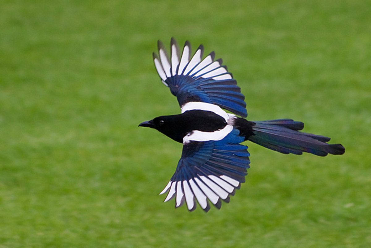 Сорока в полете