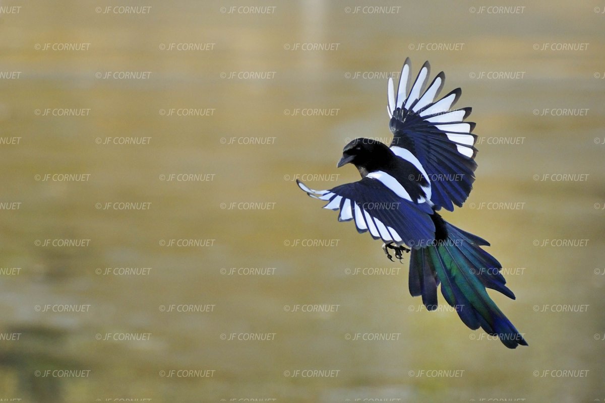 Сорока с распахнутыми крыльями