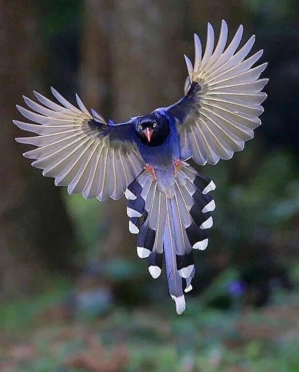 Тайваньская толстоклювая Лазоревая сорока