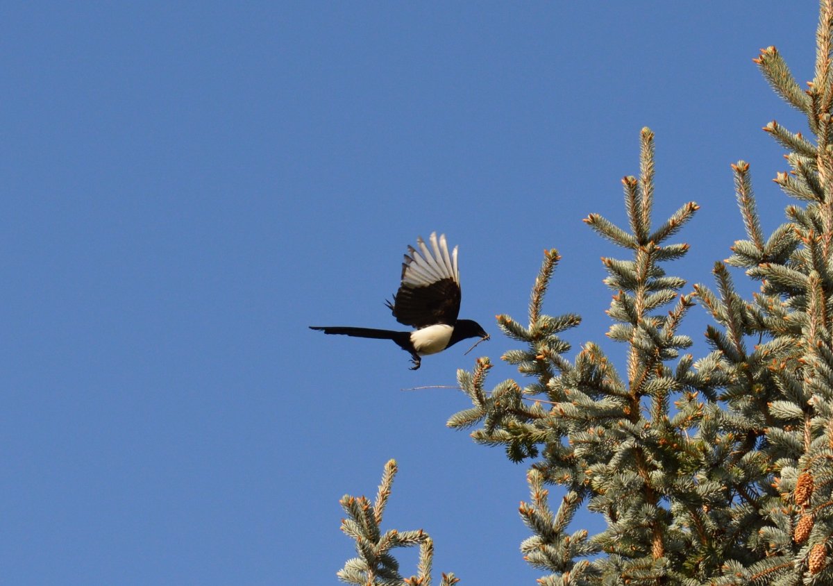 Тайваньская голубая сорока