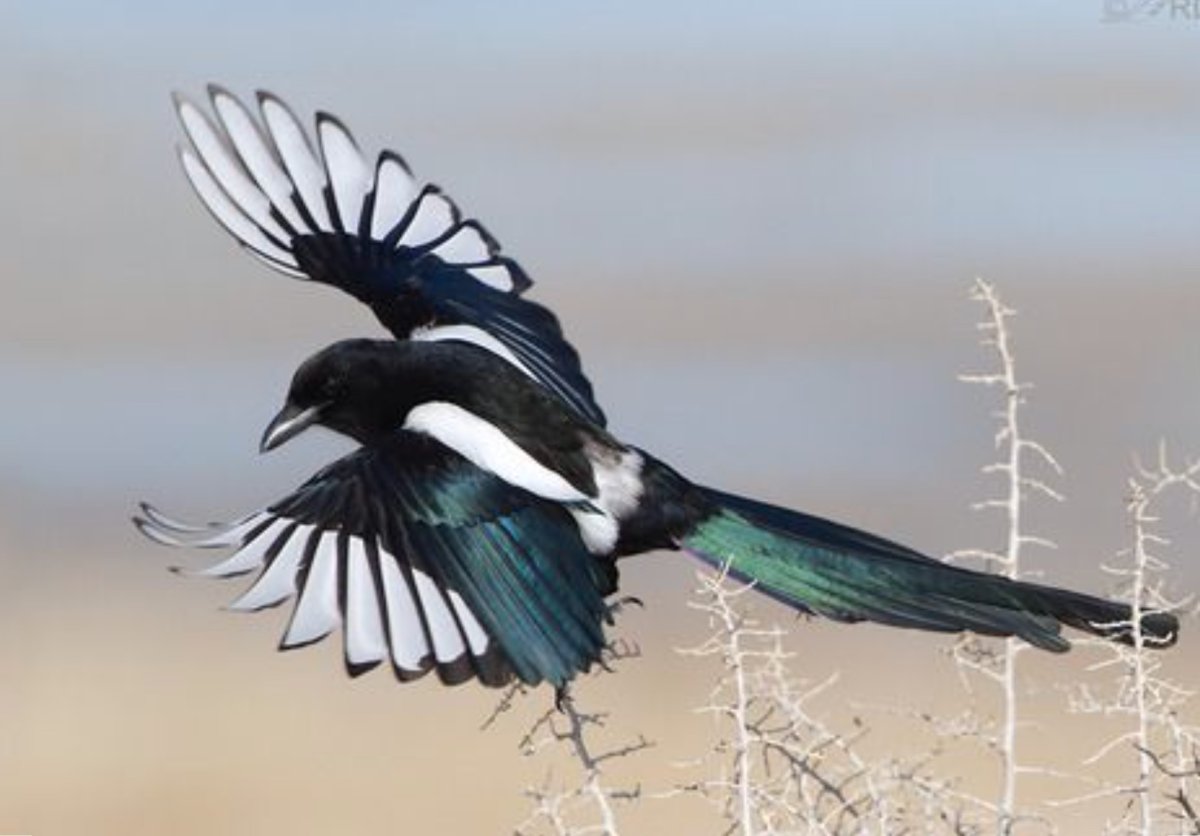 Сорока летит