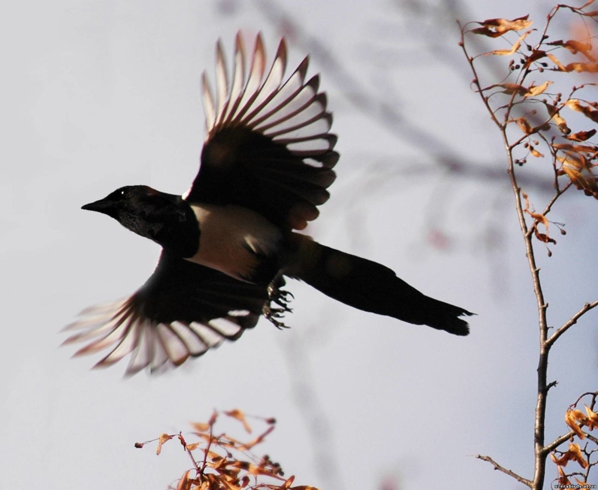 Сорока в живописи