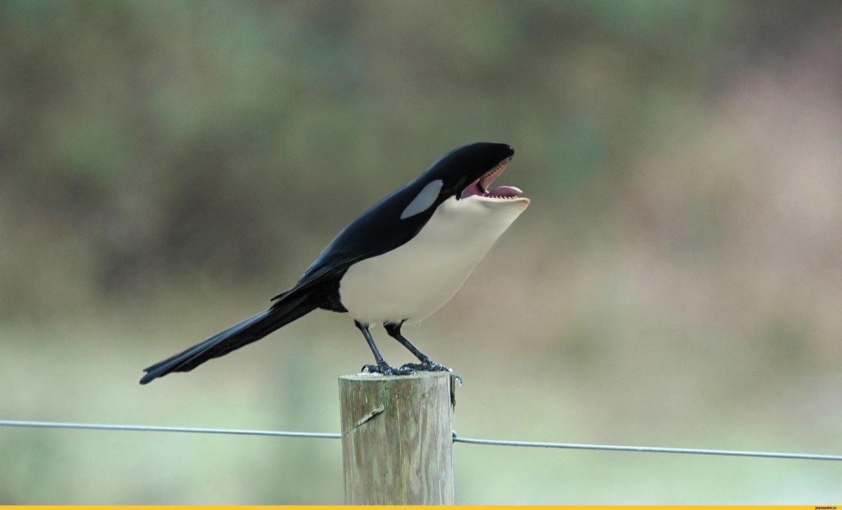 Касатка птица