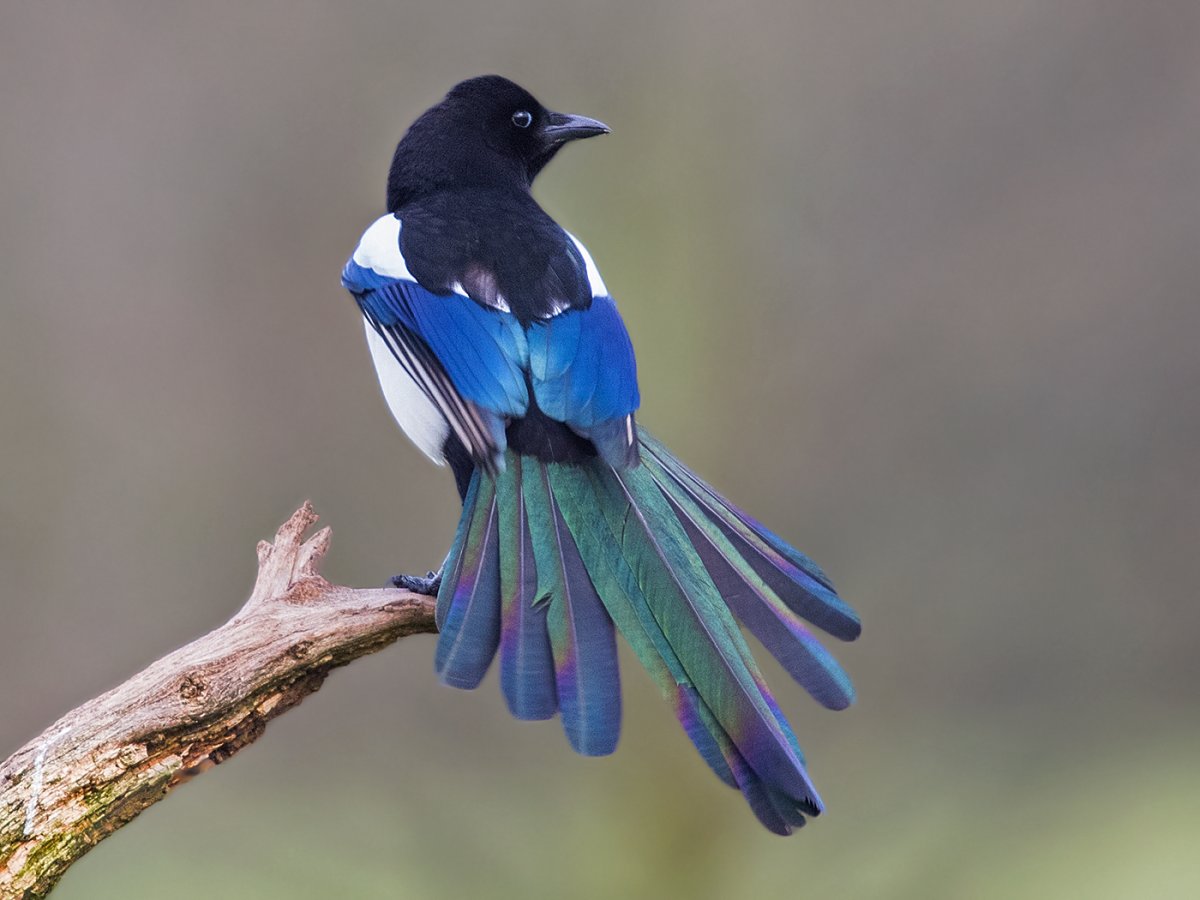 Вороны и сороки полет