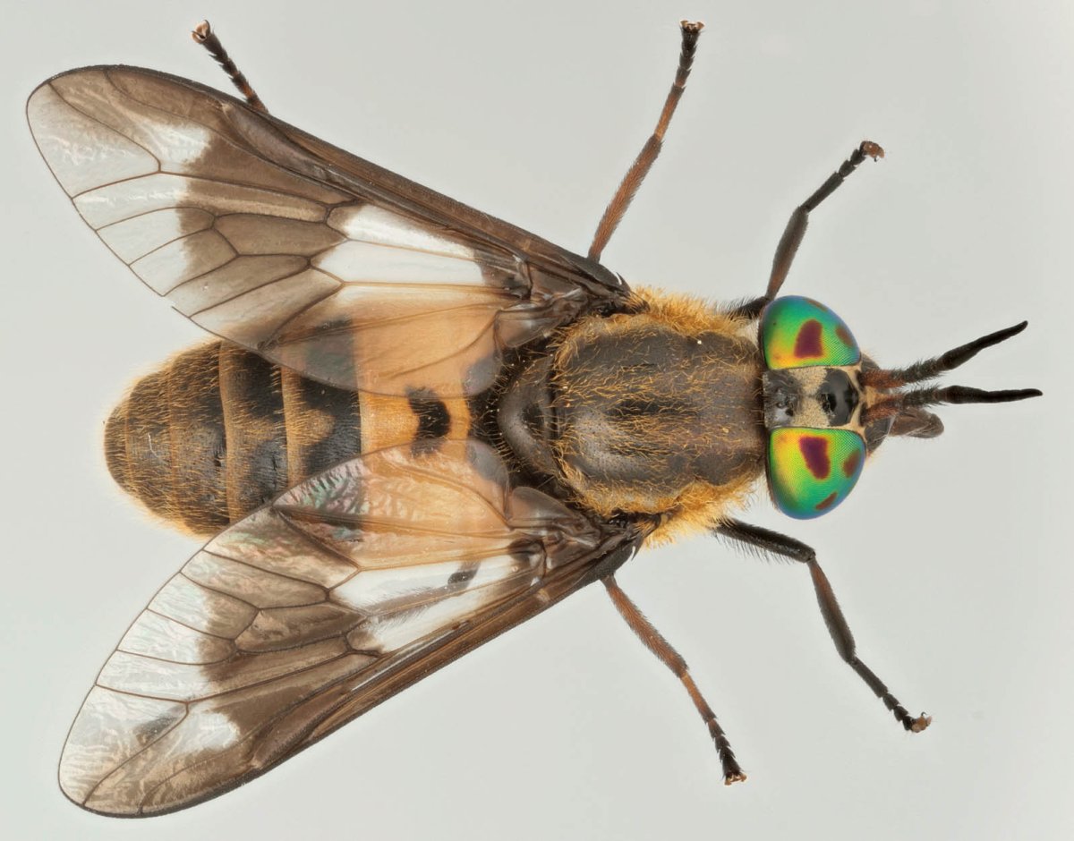 Слепень Chrysops