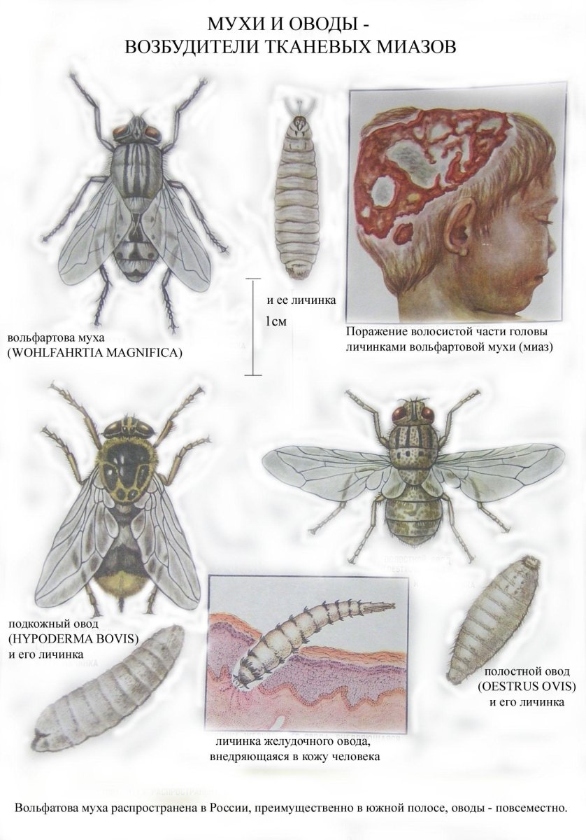 Вольфартова Муха личинки