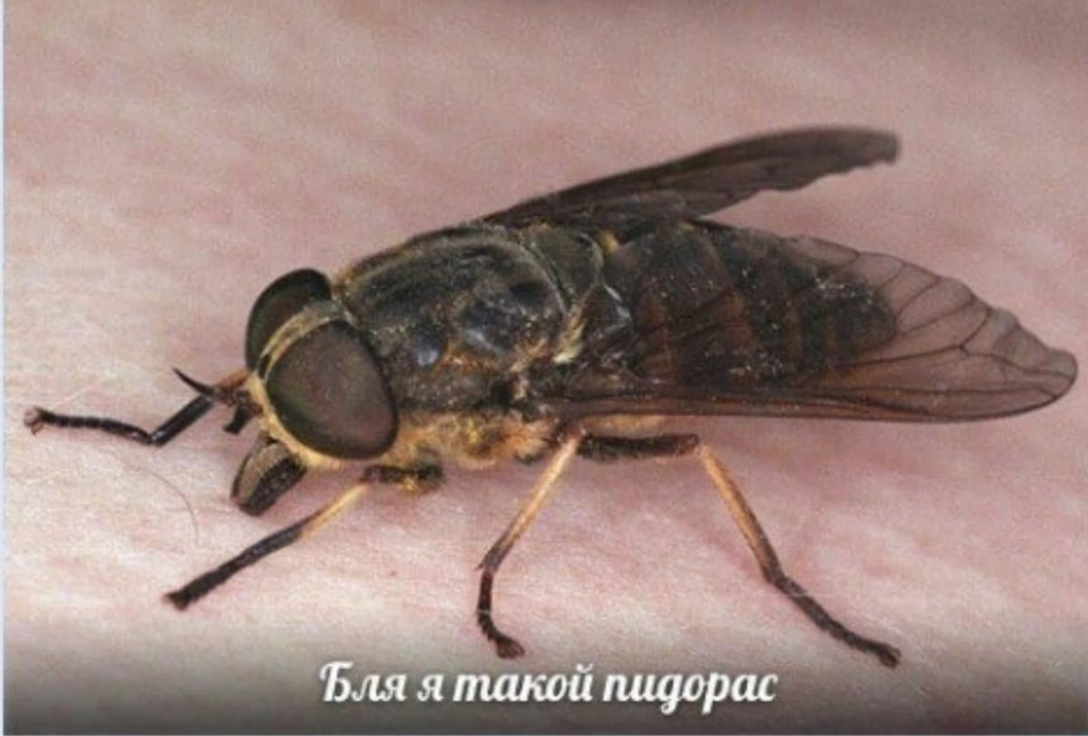 Овод Шершень слепень