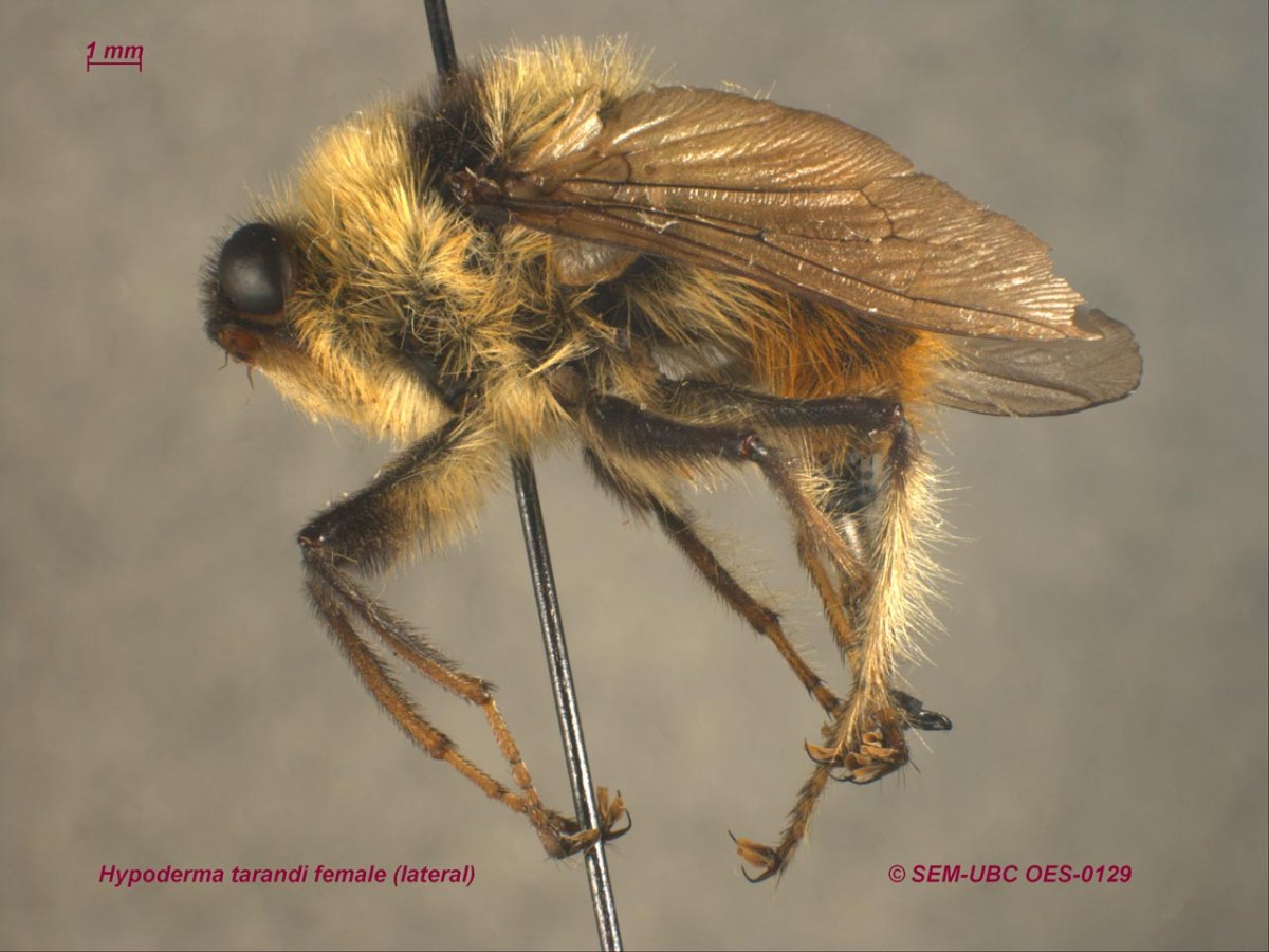 Слепни оводы Шершни осы