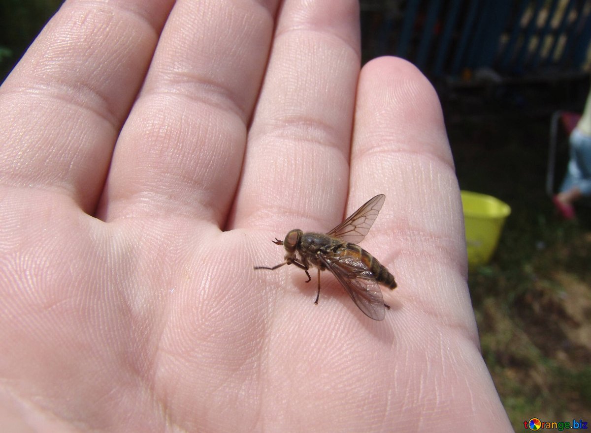 Овод Шершень слепень