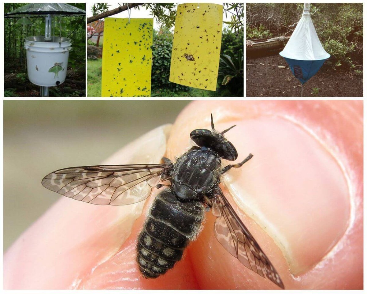 Гигантский Овод