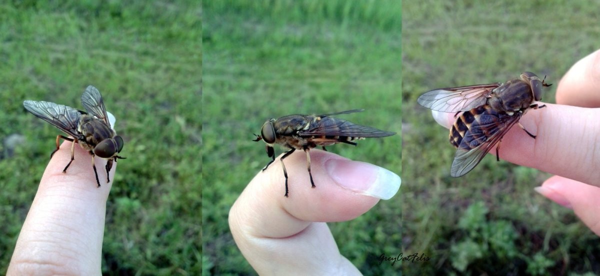 Паут Овод слепень