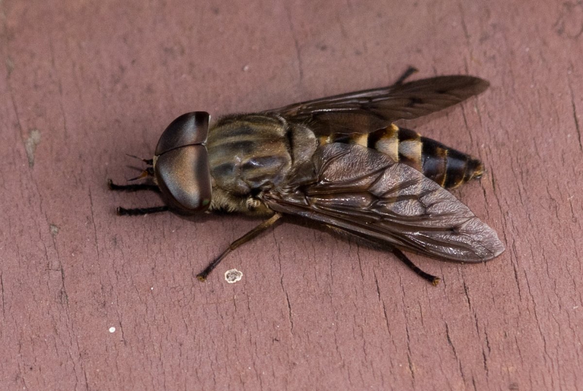 Овод Шершень слепень