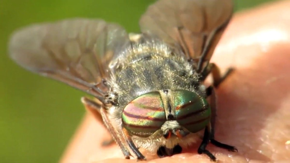 Овод Шершень слепень