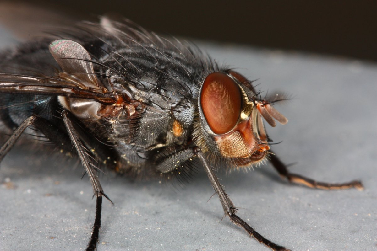 Муха ЦЕЦЕ глаза