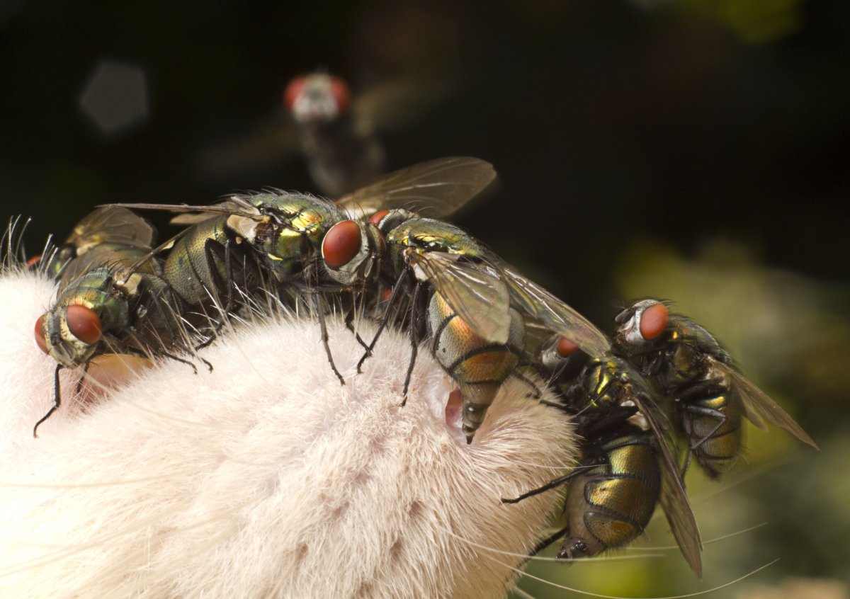 Слепень Tabanus chrysurus