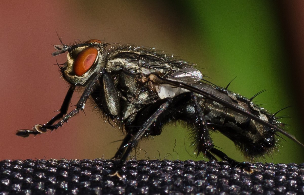 Двукрылые Членистоногие