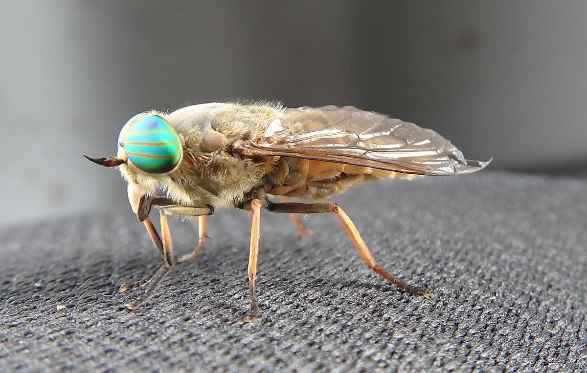 Муха слепень