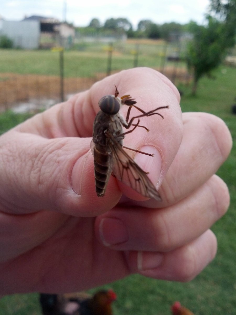 Овод вылупление личинки