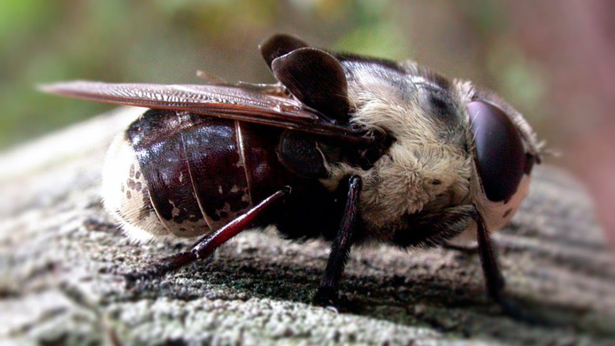 Человеческий Овод насекомое