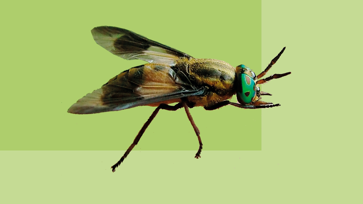 Овод Rhinoestrus purpureus