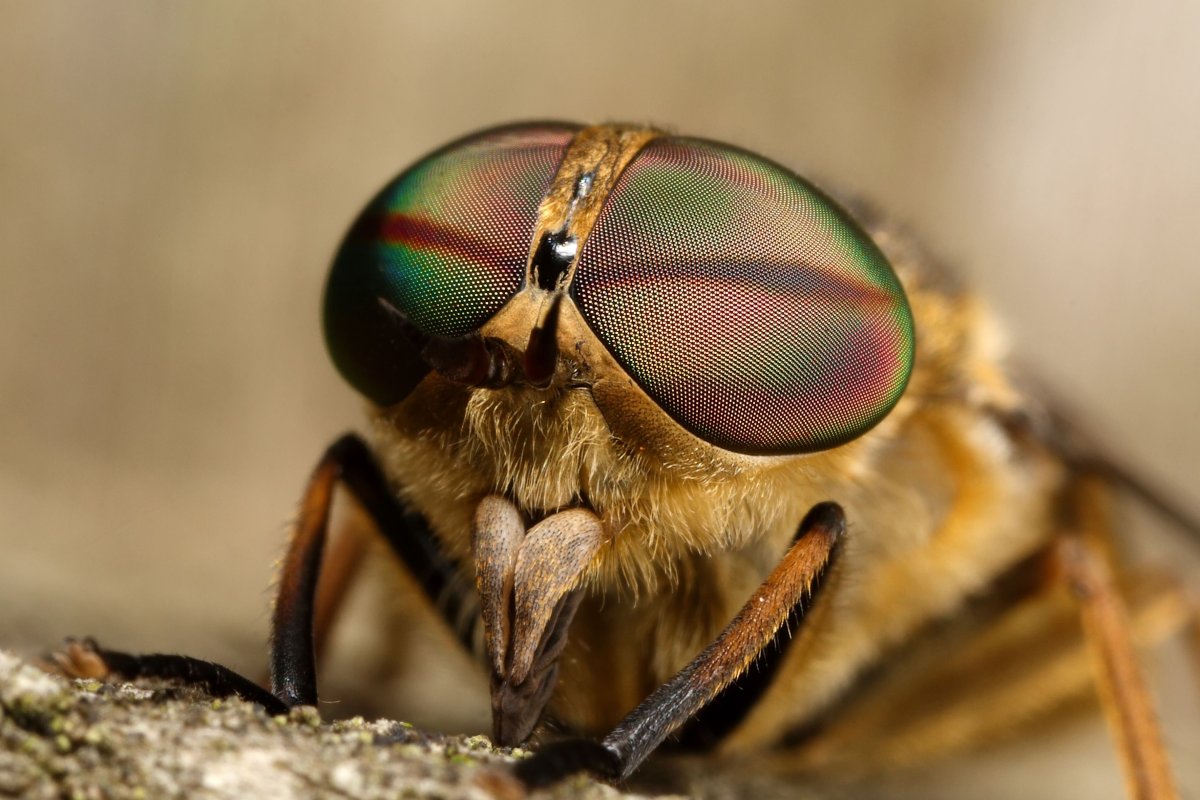 Светлоглазые слепни