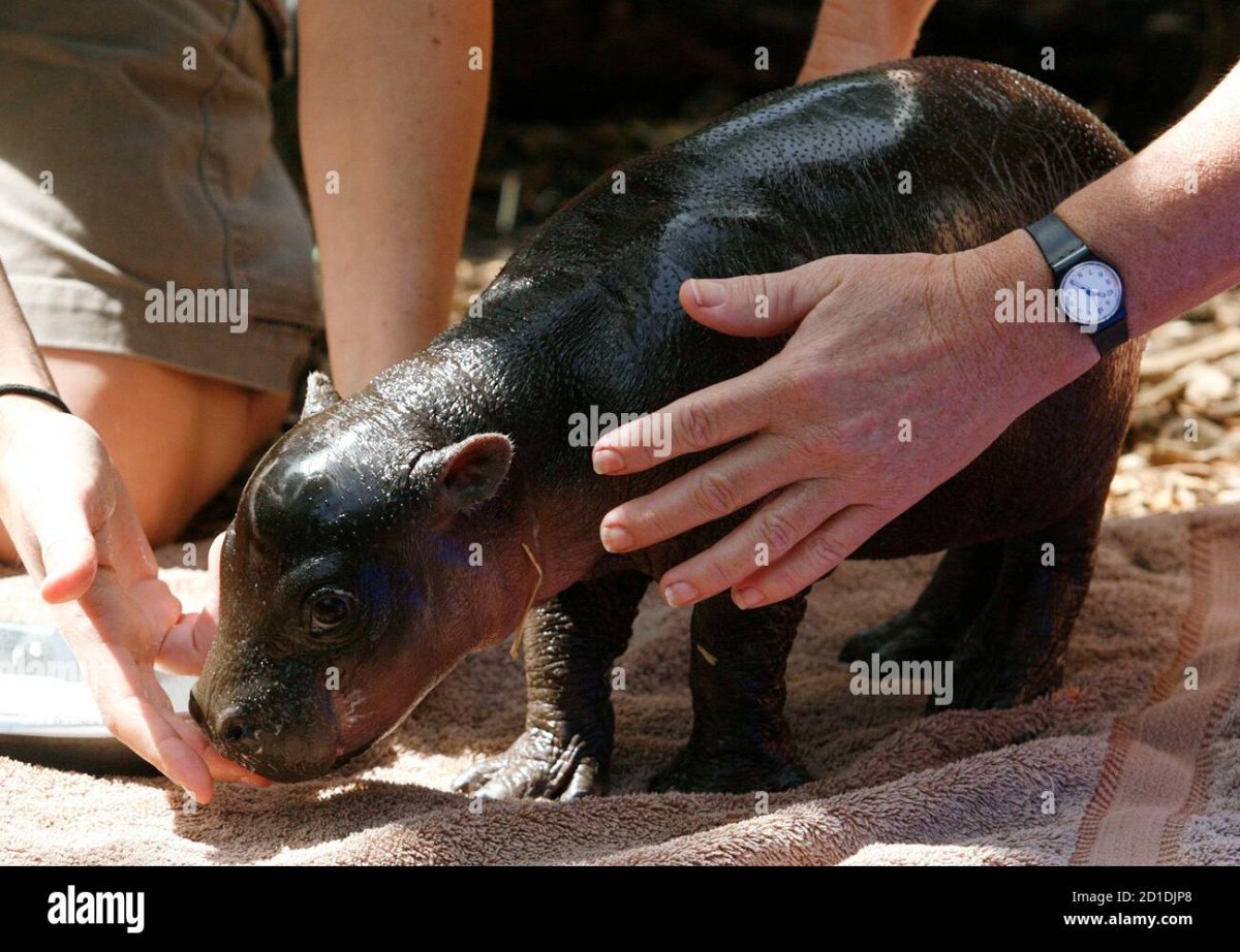 Карликовый гиппопотам и человек