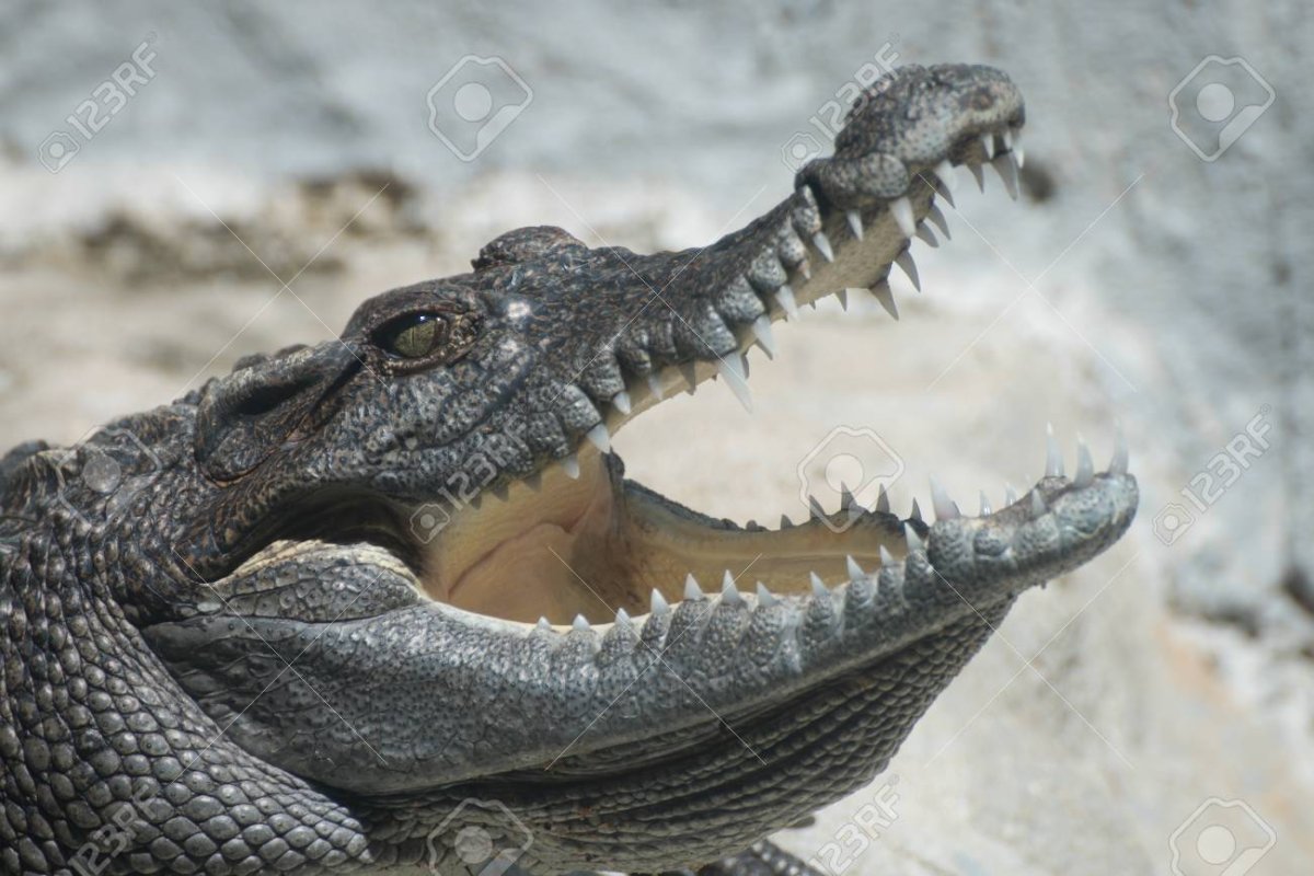 Гавиал тропического леса