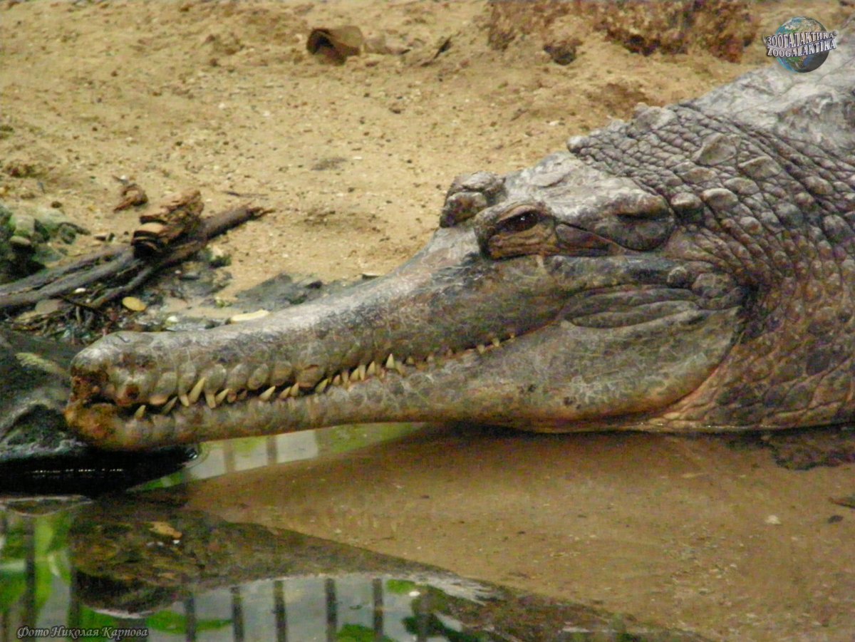 Ложный гавиал