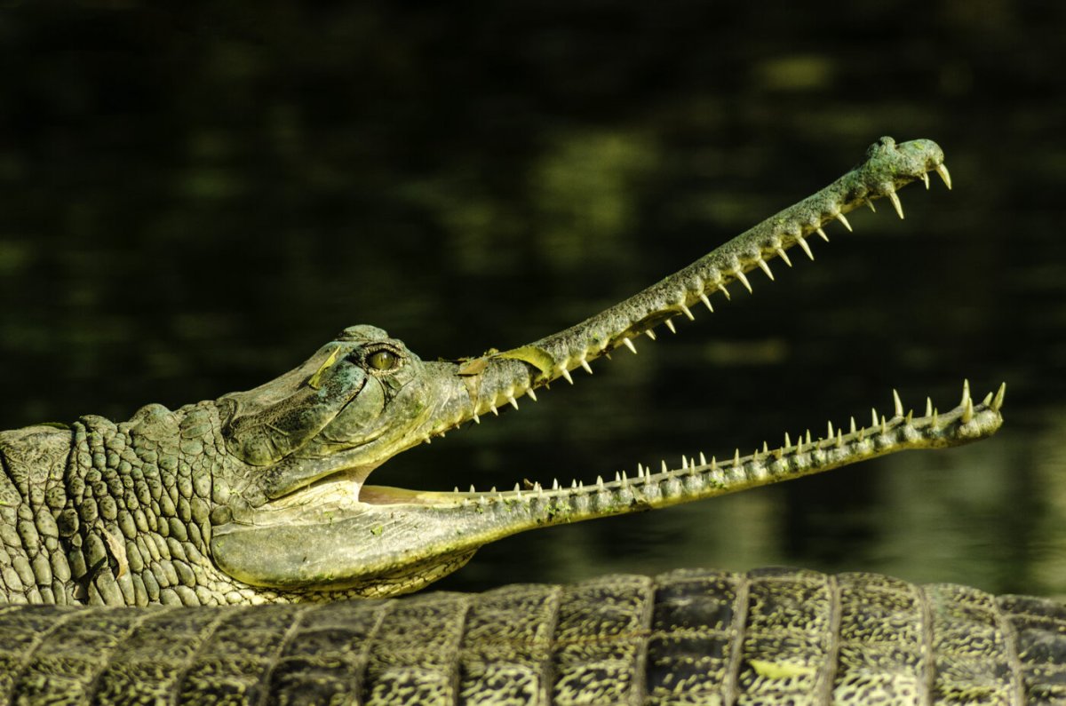 Гангский гавиал