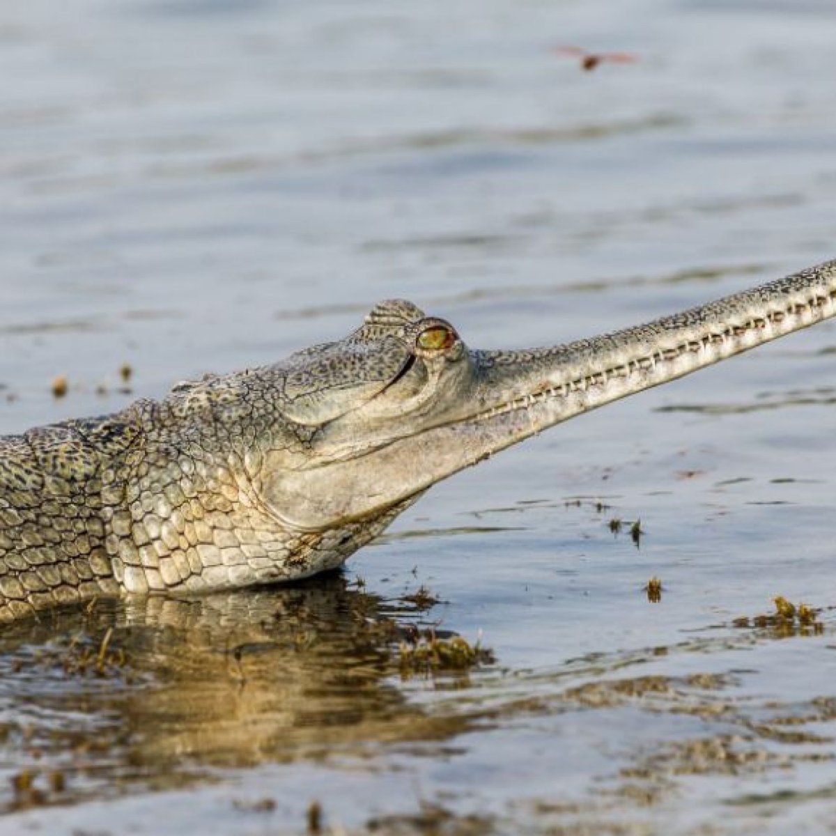 Гангский гавиал