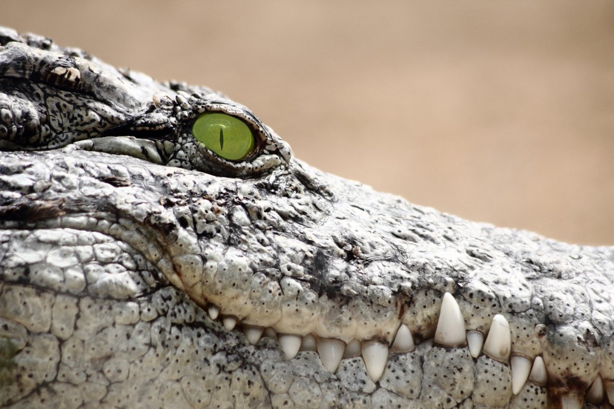 Тропический крокодил