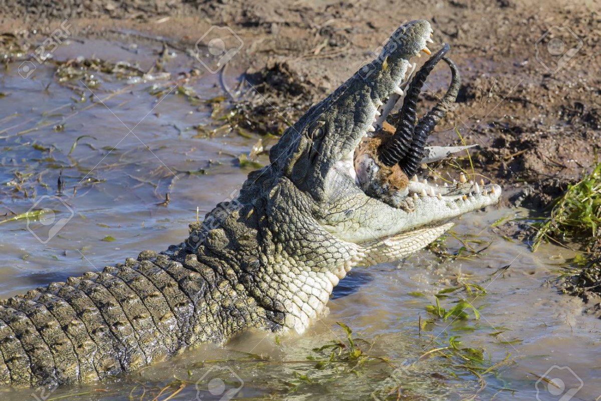 Гангский гавиал