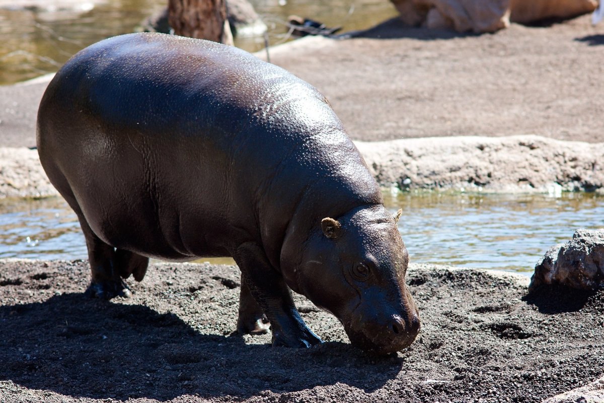 Мадагаскарский карликовый Бегемот