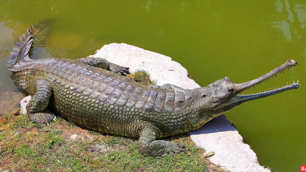 Гавиал крокодил