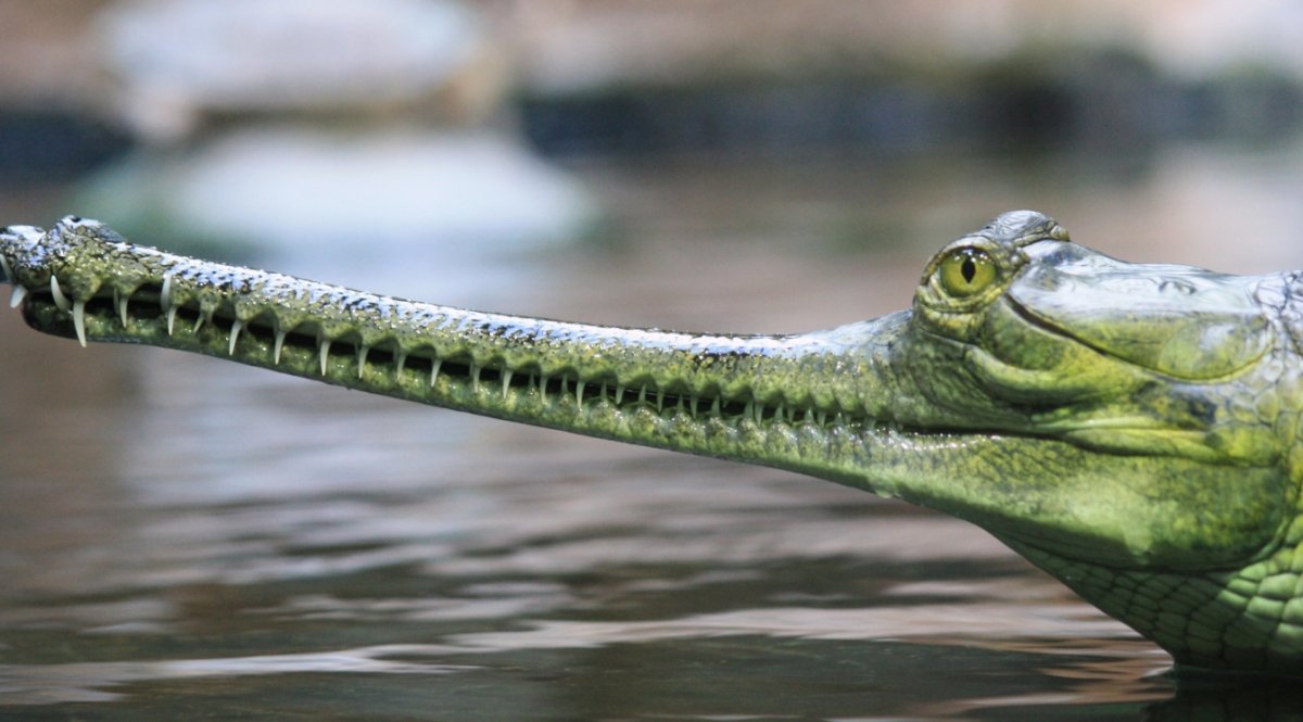 Крокодил с широкой улыбкой