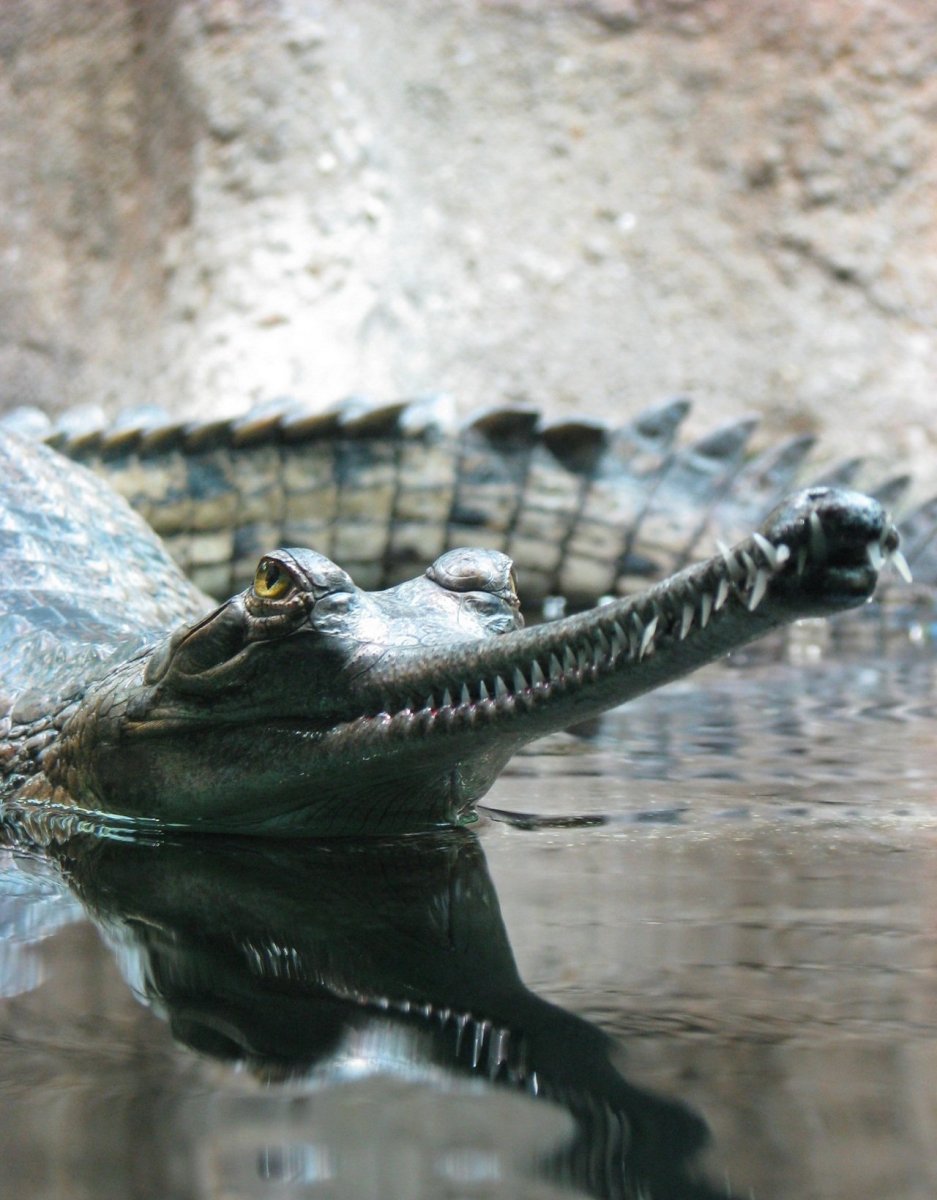 Короткомордый крокодил