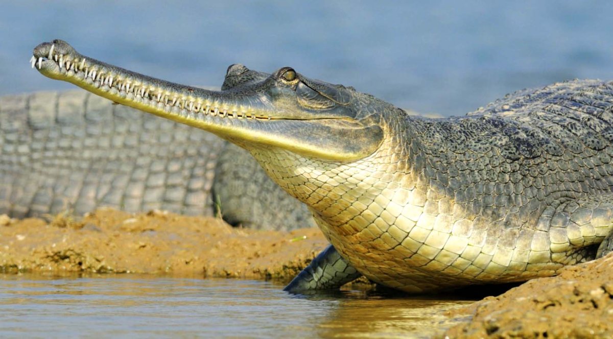Гавиал узконосый крокодил