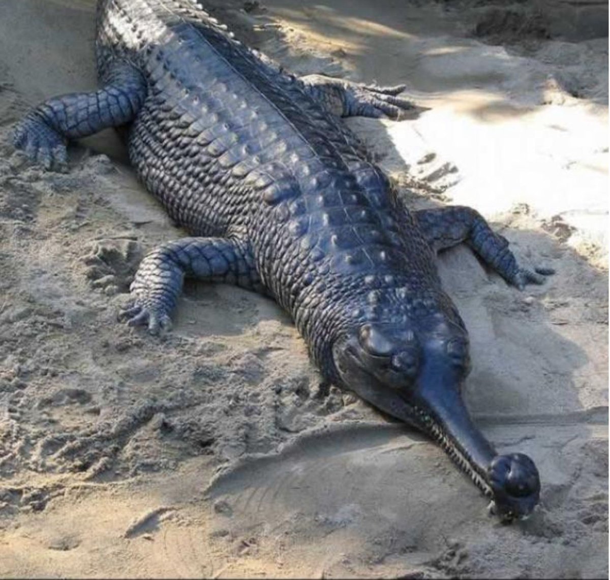 Гладколобый Кайман