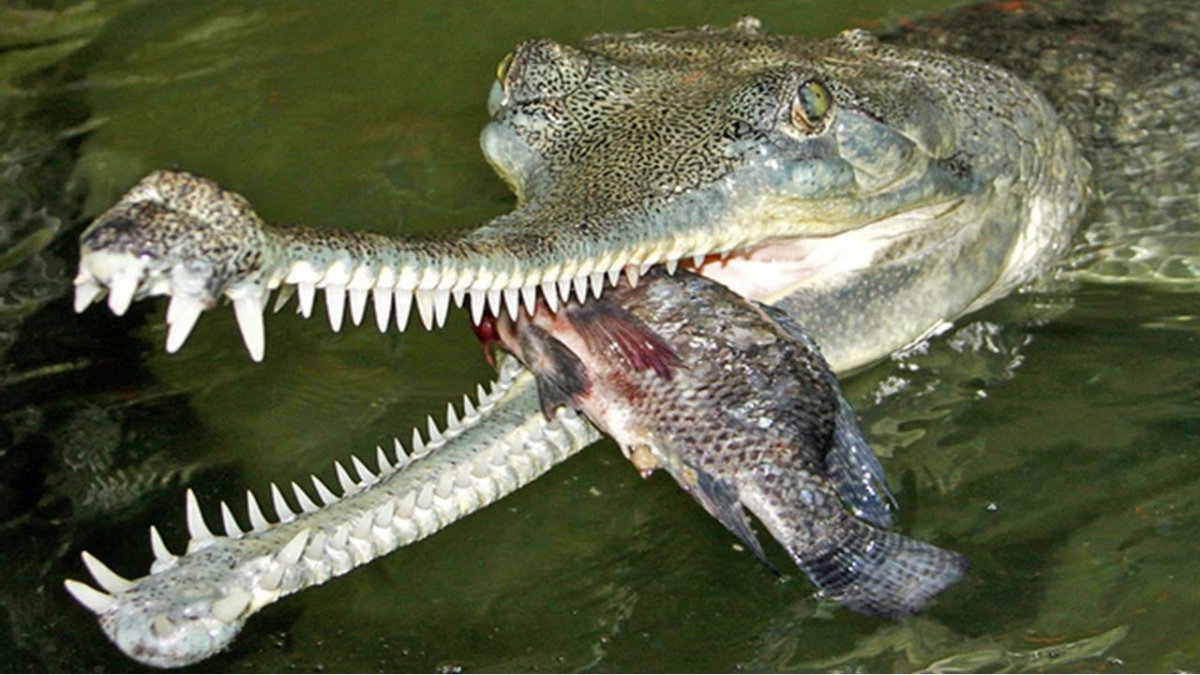 Крокодил гавиал питается