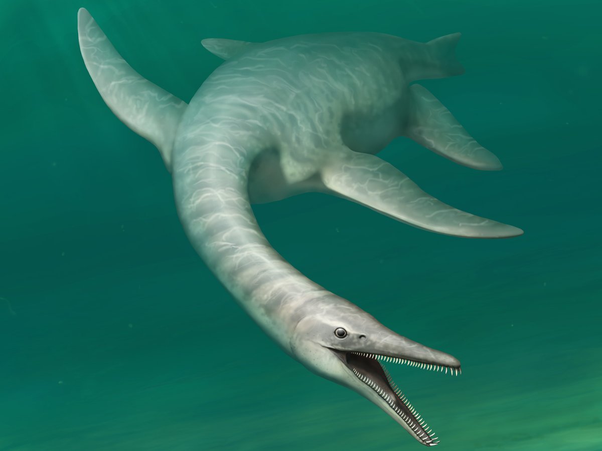 Крокодил в профиль