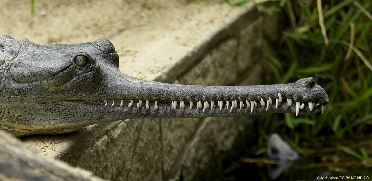 Речной гавиал