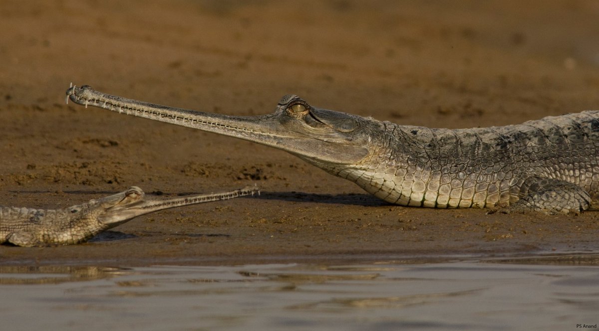 Крокодил гавиал детеныш