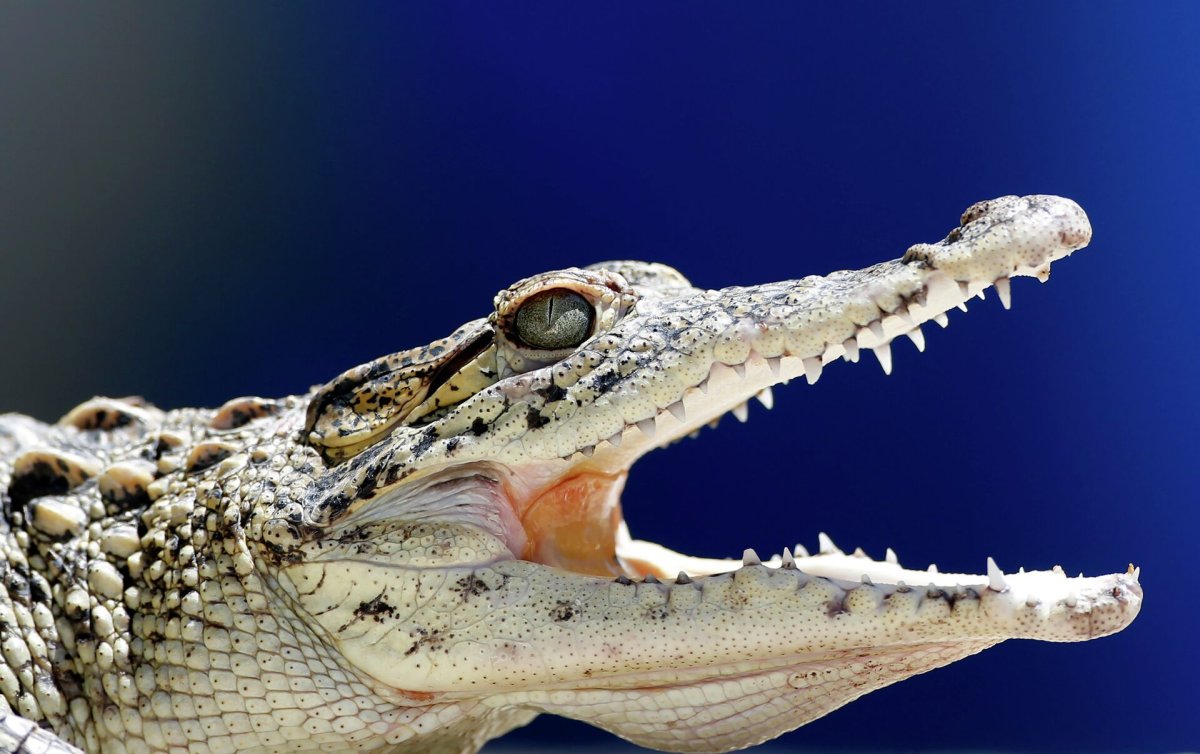 Крокодил с вытянутым носом